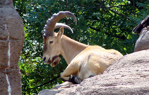 antilope-09