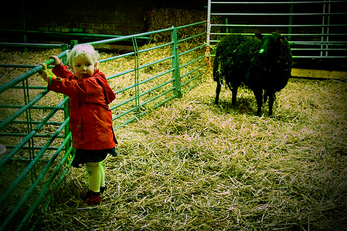 black sheep