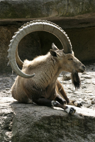 antilope-14