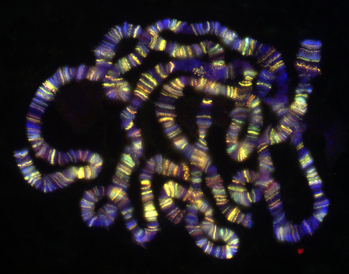 10 Drosophila Salivary Chromosomes