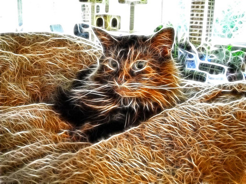 Fractalius Cat 04