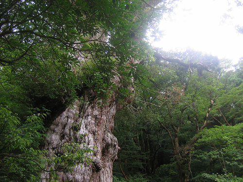 縄文杉