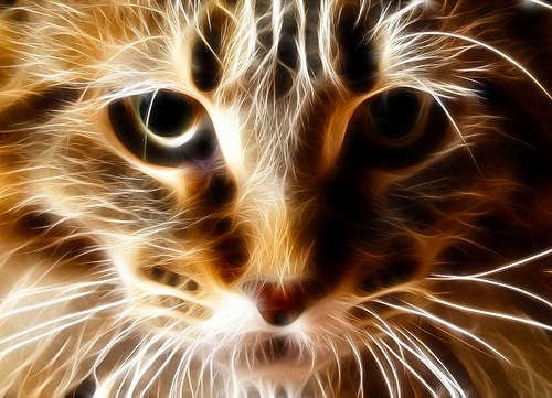 Fractalius-Cat-12