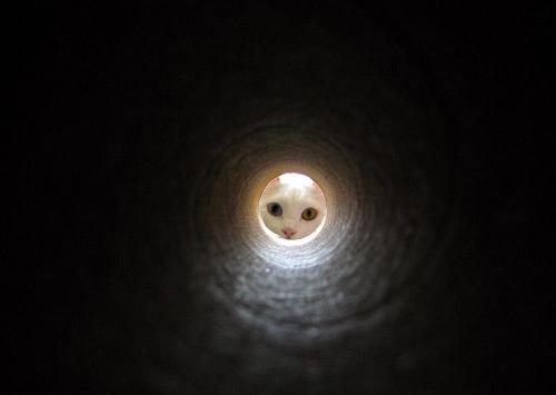 妖怪のぞき猫