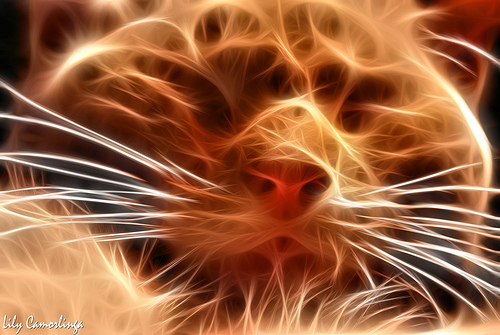 Fractalius Cat 03
