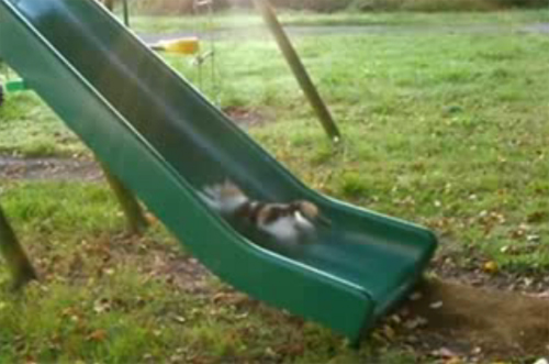 逆走猫