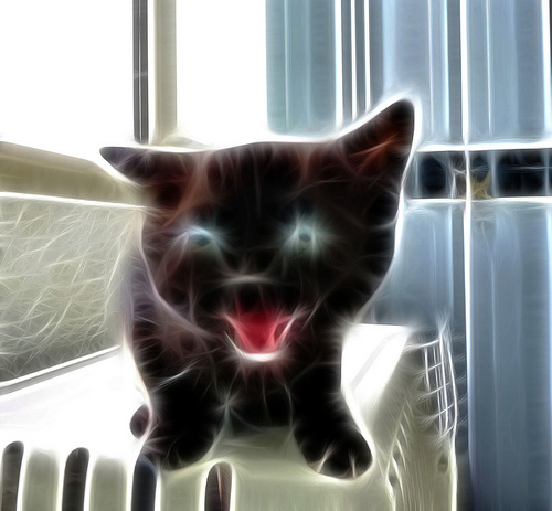 Fractalius-Cat-09