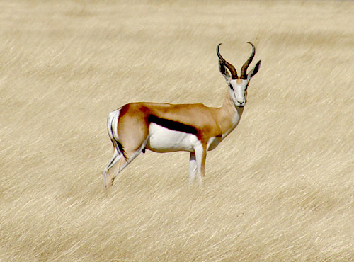 antilope-03