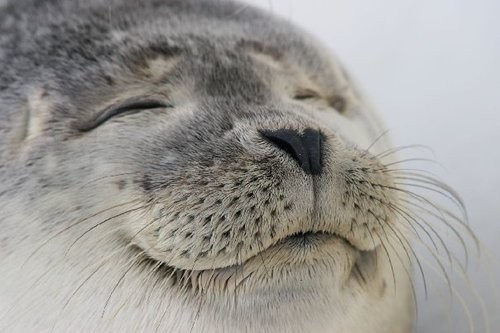 smiling seal