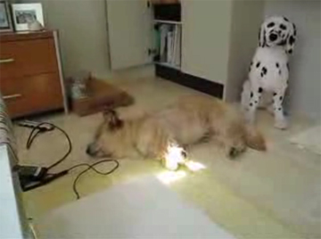 寝ぼけて夢の中を疾走する犬