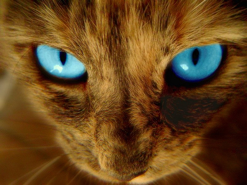 Fractalius Cat 00b