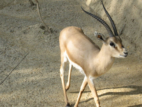 antilope-08