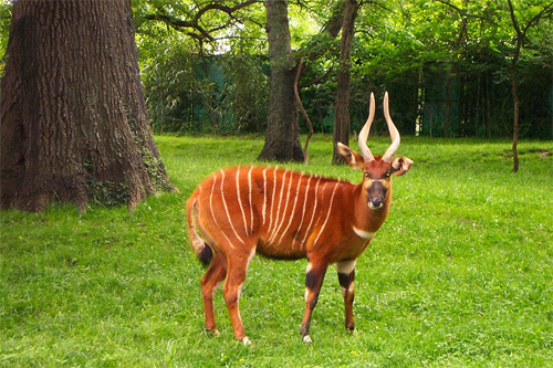 antilope-00