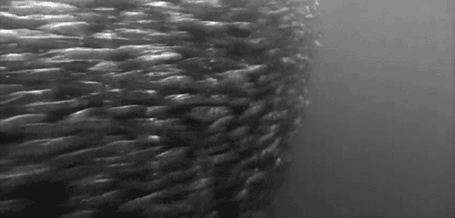 隠された衝動「群れ」が作る巨大モンスターたち