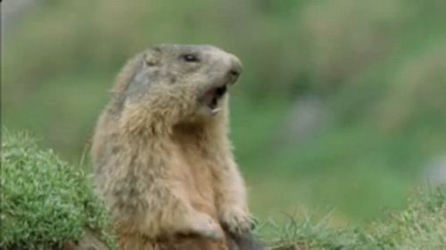 BBCが野生の動物に吹き替えしてみた - Walk on the Wild Side