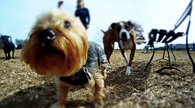 「犬になる」首に装着したカメラでハイスピード撮影したリアル美しい映像