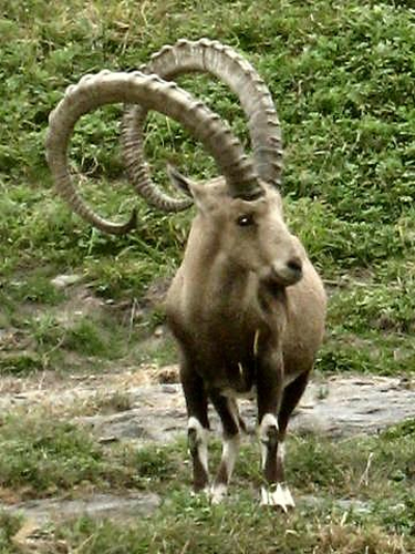 antilope-04