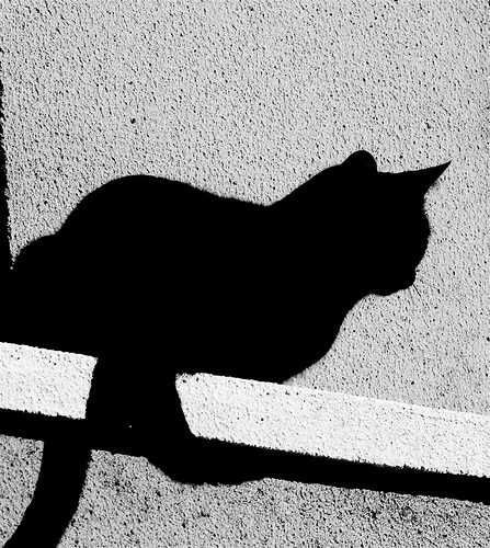 Black cat