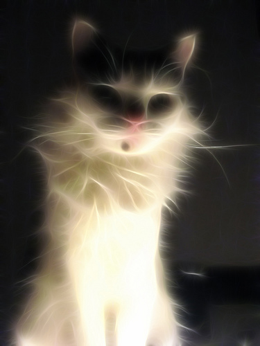 Fractalius-Cat-05