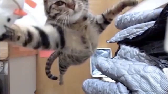 超跳躍!! イケメン過ぎるネコ映像に世界が沸騰中「けしからん猫の跳躍力は歪みない。」