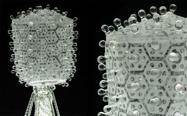 T4-Bacteriophage-02