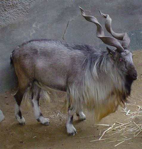 antilope-05
