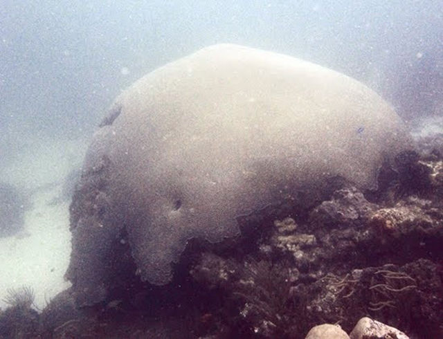 どこまで生きるんだよ...「地球最高齢の生物たち」が想像を絶していた件 (22種)