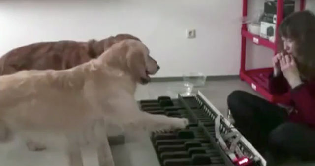 余裕の俺超え。音程を完璧に当てるチーム犬