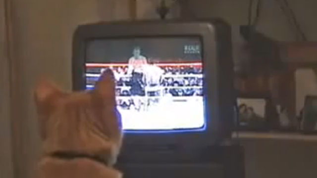 Cat-Learns-Boxing-on-TV