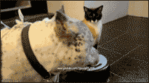 UFO_cat