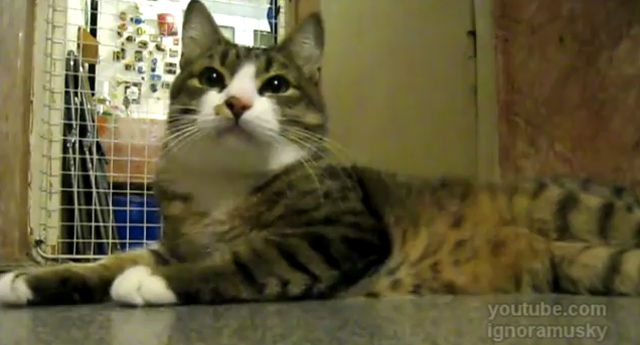 Cat-and-flute