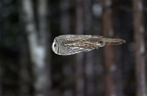無音で忍び寄る神秘的な闇の支配者 梟写真 10選