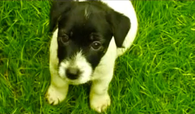 萌えと獰猛に混乱するパンクな子犬映像