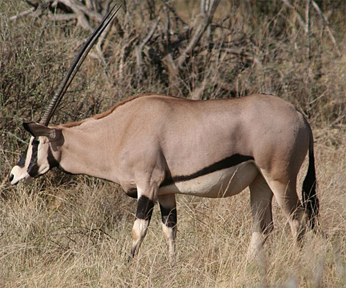 antilope-07