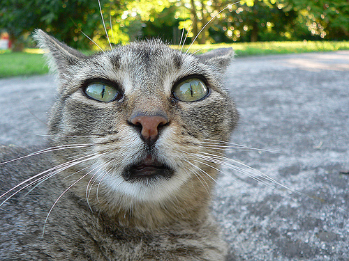 Cat or Alien