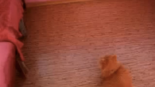 天才。タップダンス猫