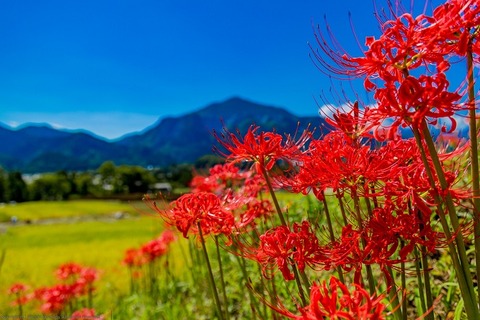 彼岸花