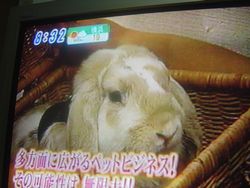 うーちんくん