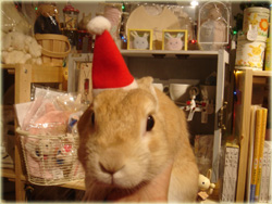 メリークリスマスっ♪