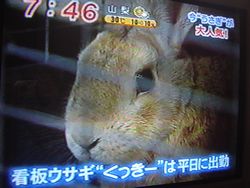 くっきーもちらり♪
