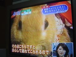 チョコちゃん