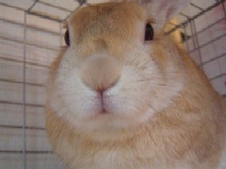 くっきーとのんびりしませんか?