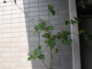 P9114338