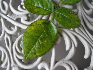 P6132579