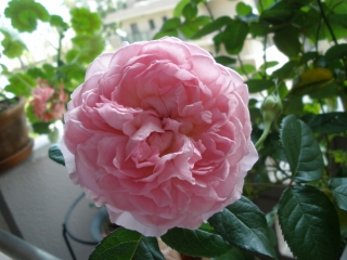 P6122571