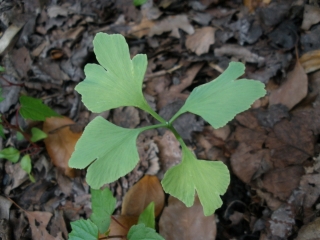 P6192660