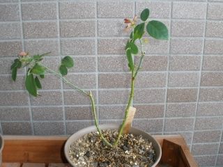 P9114330