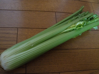 P4231504