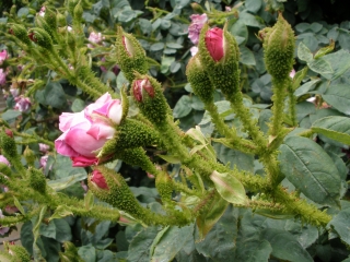 P5282180