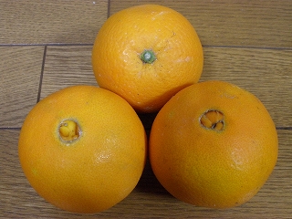 P1310493